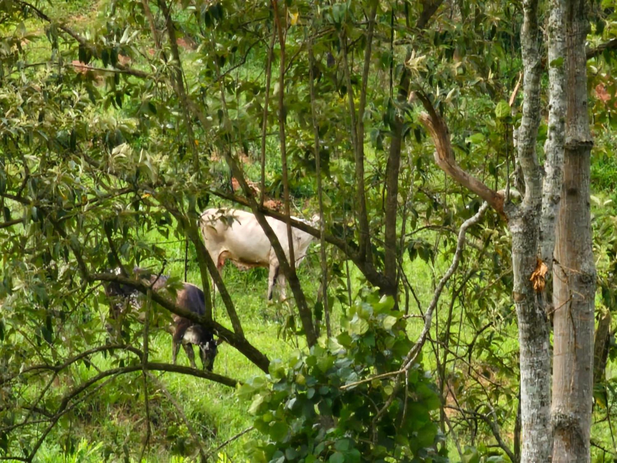 Sitio Reis Membeca Paraíba do Sul Buitenkant foto